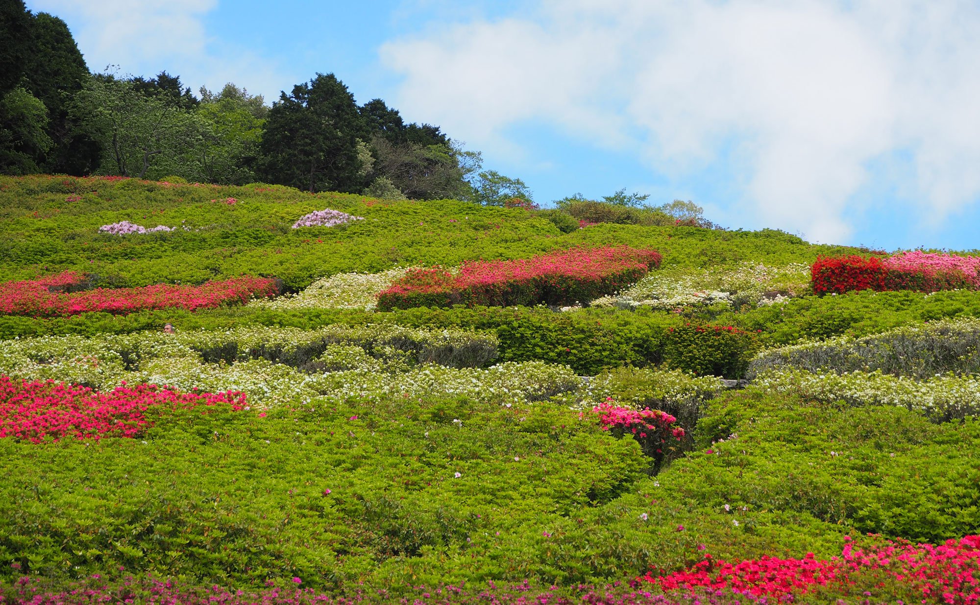 🏞️ 공주 계곡 공원 (히메노사와 공원) 이미지 10
